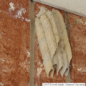 Mud dauber nest