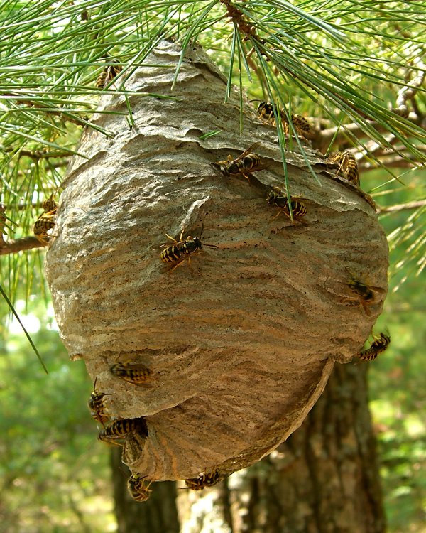 Yellowjacket nest